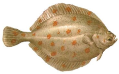 Plaice